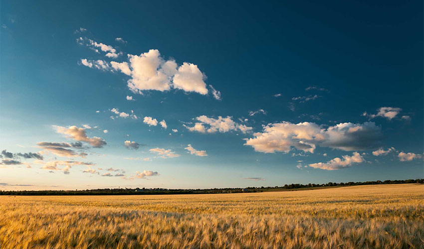 6 Reasons you should Switch to an Organic